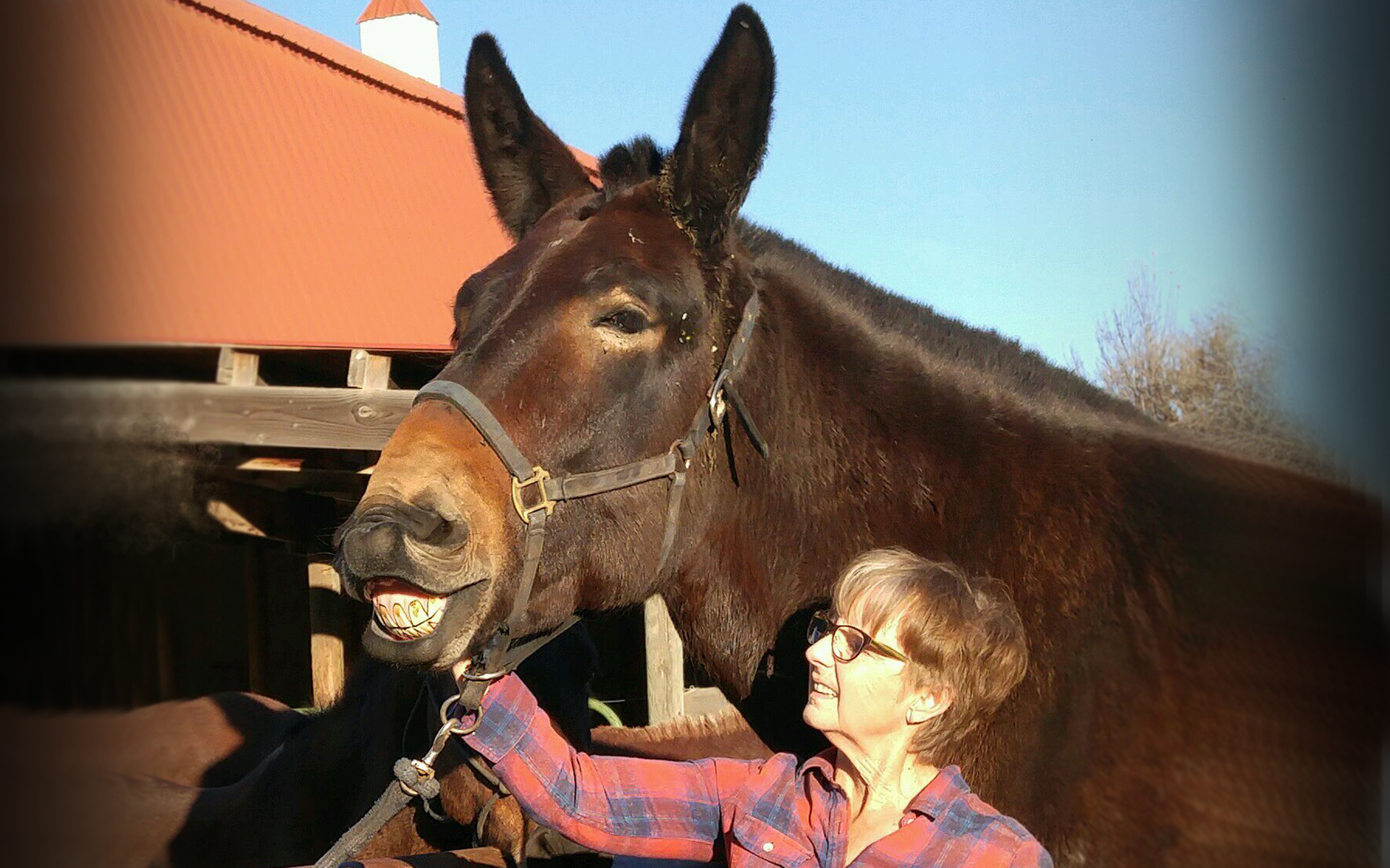 Do I Make Mule Saddles Part One Bitterroot Saddle Co.