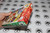Nintendo 64 / N64 | Mario Party 1 | Boxed (1)