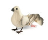 Steiff Dove Stuffed Limited Edition Bird