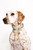 Lilly Pulitzer Dog Collar