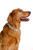 Lilly Pulitzer Dog Collar