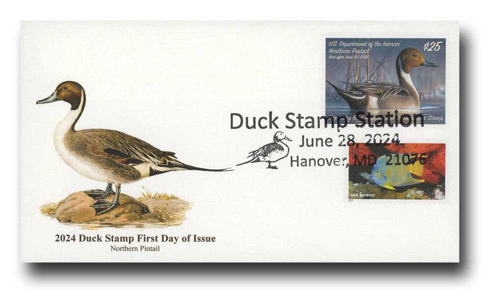 RW91 - 2024 $25 Northern Pintail Hunting Permit - Mystic