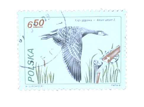 2454 - 1981 Poland - Mystic Stamp Company