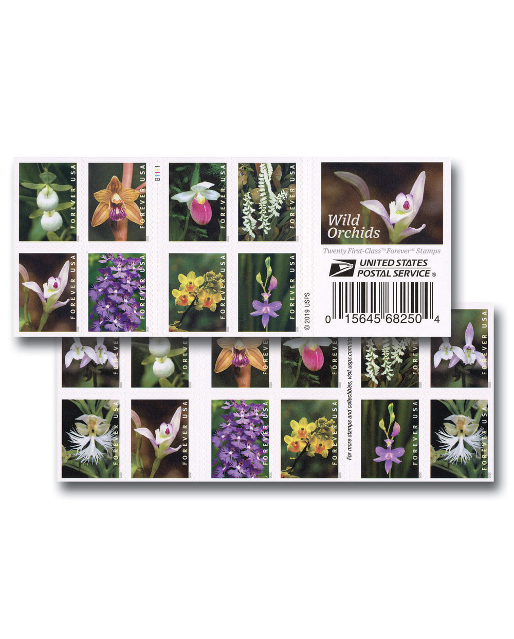 Wild Orchid［カセット］ 中古】【非常に良い】Wild Orchid［カセット］ 楽天市場】Wild