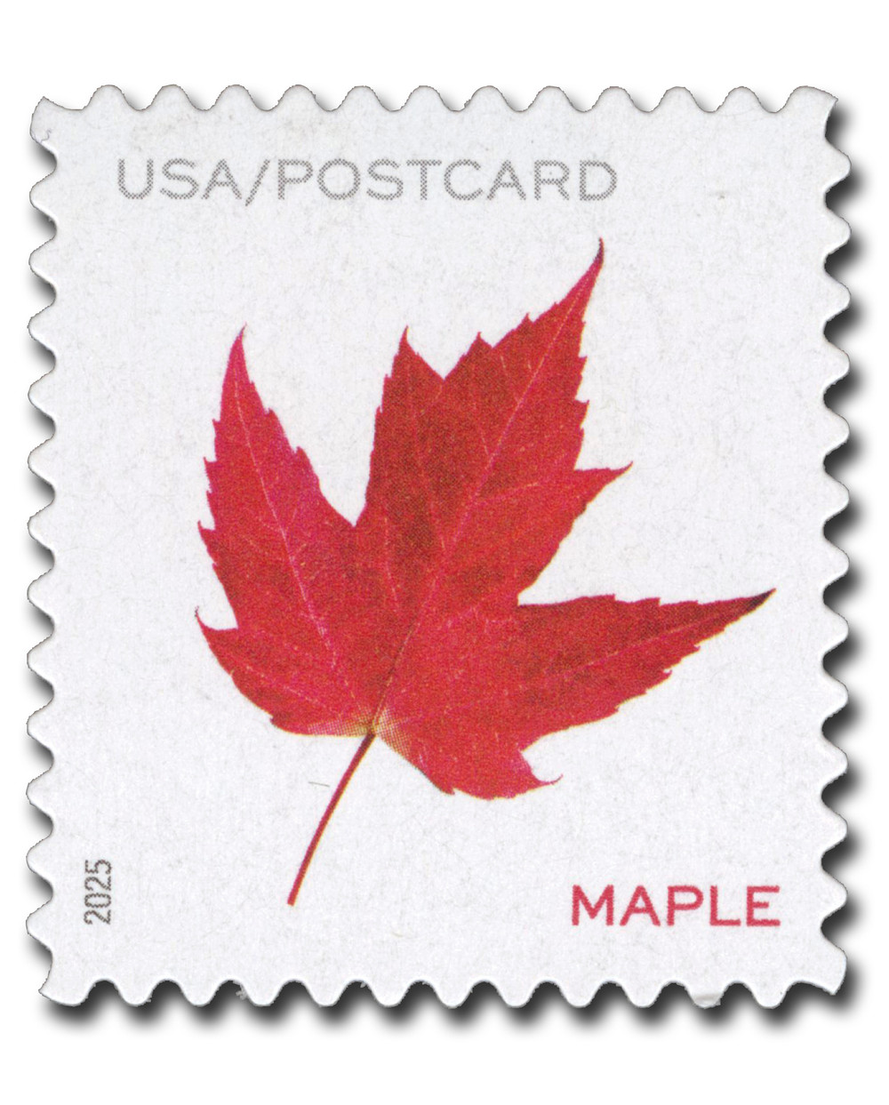 5969 - 2025 Forever Postcard Rate - Vibrant Leaves: Red Maple Leaf