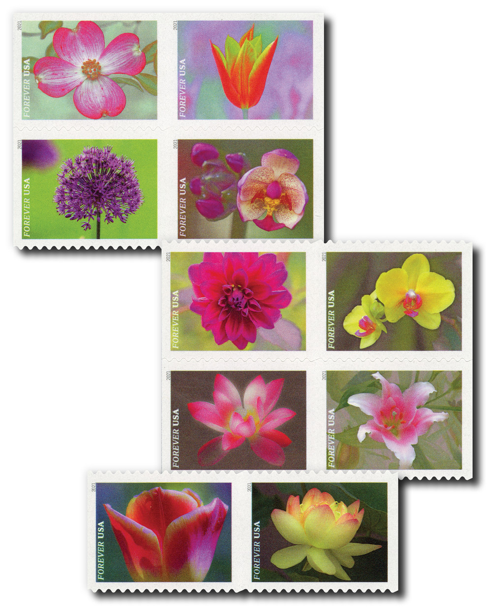 5558-67 - 2021 First-Class Forever Stamps - Garden Beauty - Mystic  display picture 1