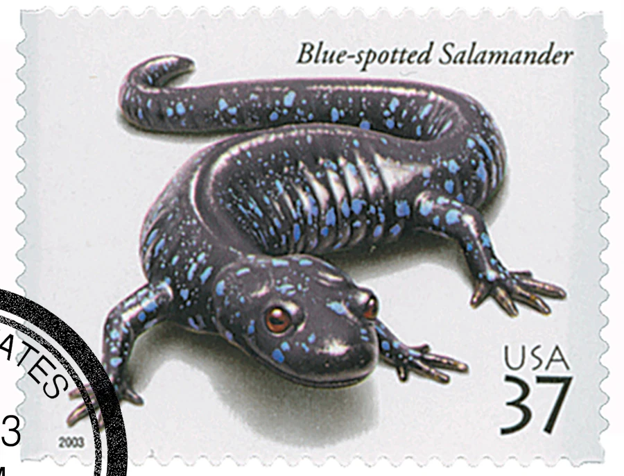 3815 - 2003 37c Reptiles & Amphibians: Blue-spotted Salamander