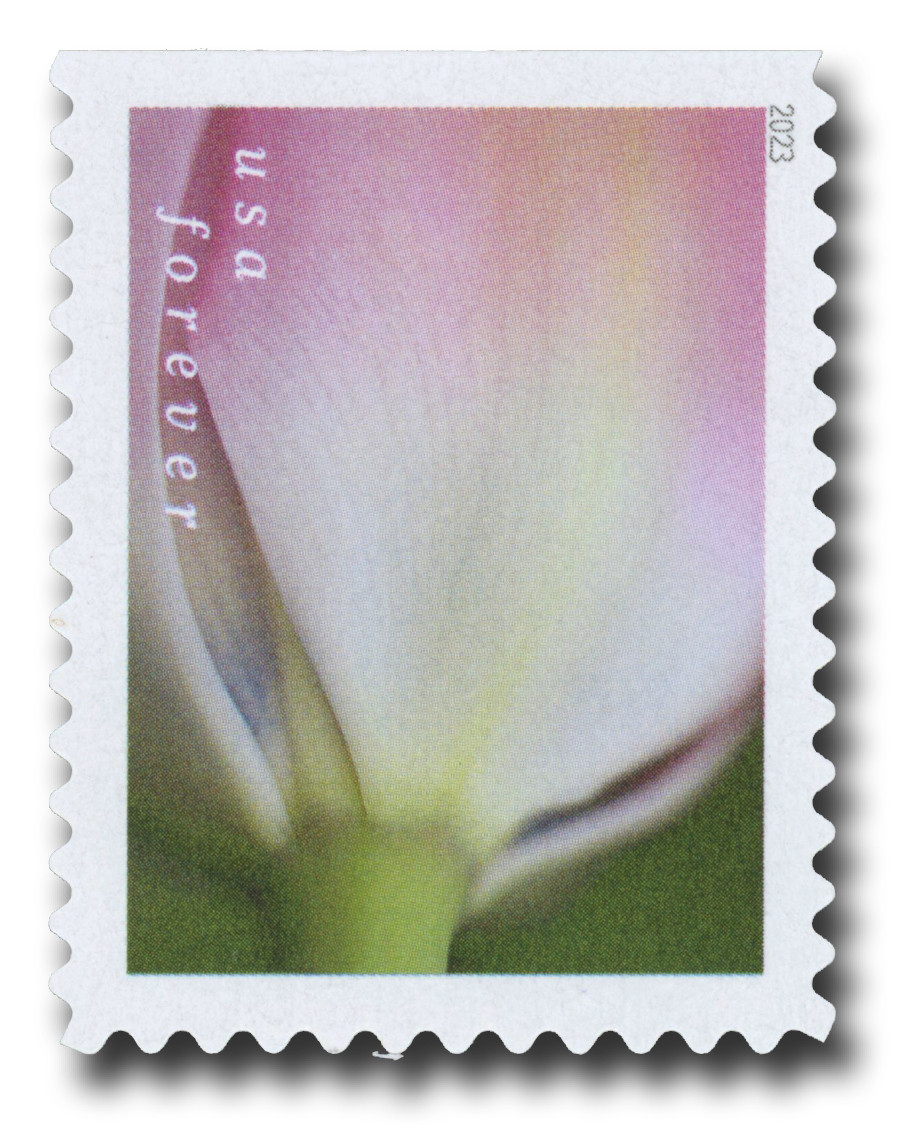 5779 - 2023 First-Class Forever Stamp - Tulip Blossoms: Pink Tulip