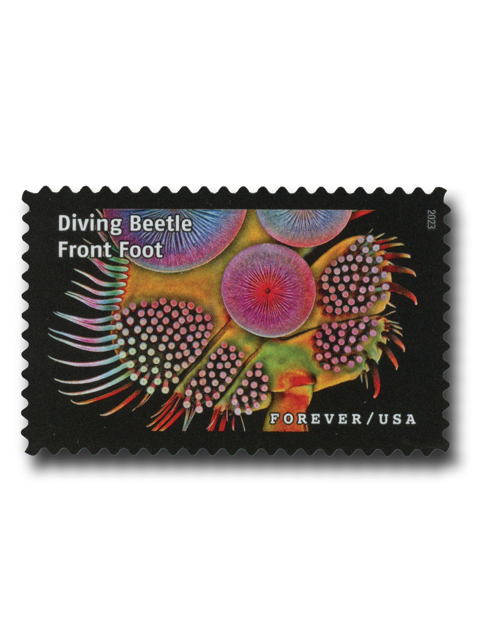 5802i - 2023 First-Class Forever Stamp - Life Magnified: Diving
