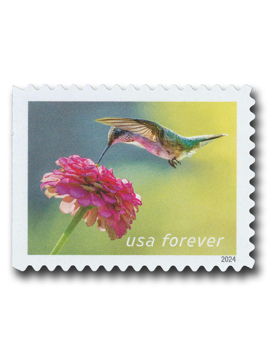 Hamingbird Sourcream 158 ハミングバード サワークリーム 5847 - 2024 First-Class Forever Stamp - Ruby-throated