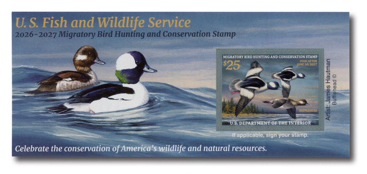 RW93A - 2026 $25.00 Federal Duck Stamp - Bufflehead