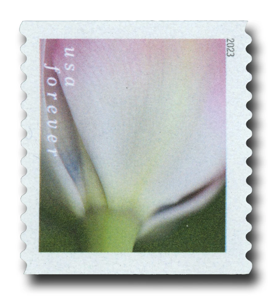5774 - 2023 First-Class Forever Stamp - Tulip Blossoms: Pink Tulip with White Base (coil stamp)