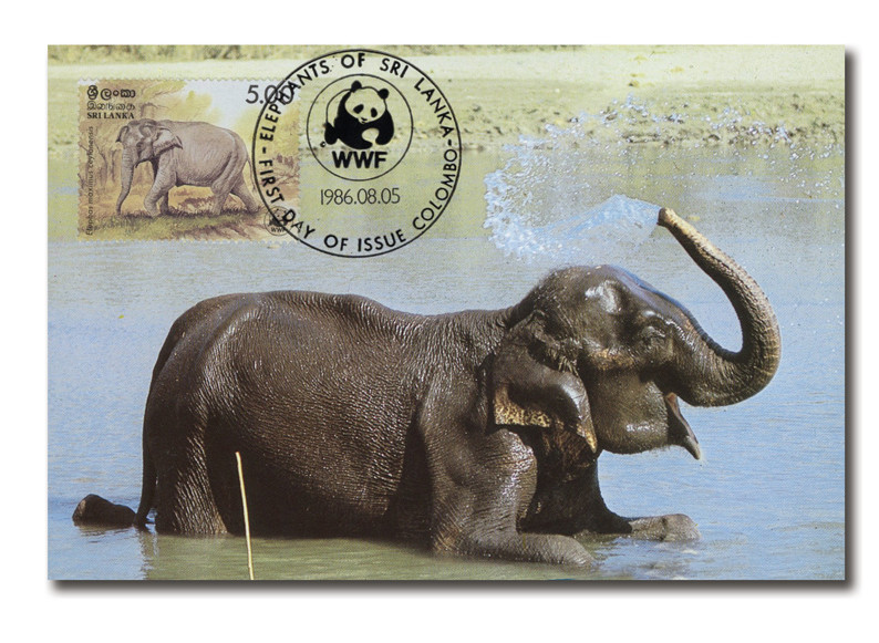 AC491 - 08/05/1986, Sri Lanka, Asian Elephant, Playing in the Water