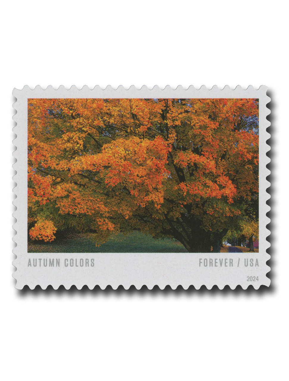 ☆Um☆ 5933 - 2024 First-Class Forever Stamp - Autumn Colors: Tree with