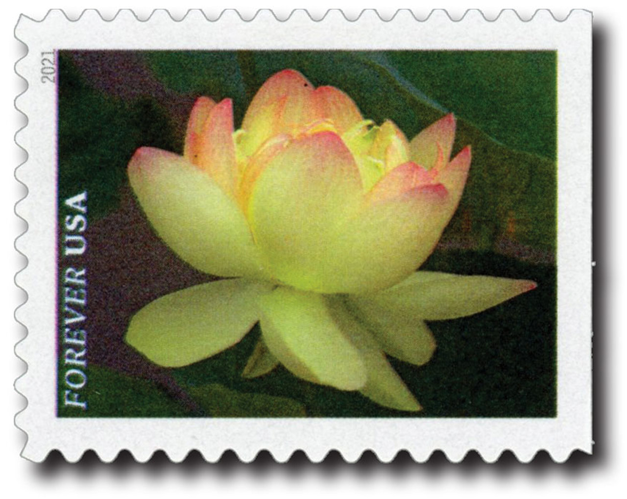 5567 - 2021 First-Class Forever Stamps - Garden Beauty: Yellow and Pink American Lotus
