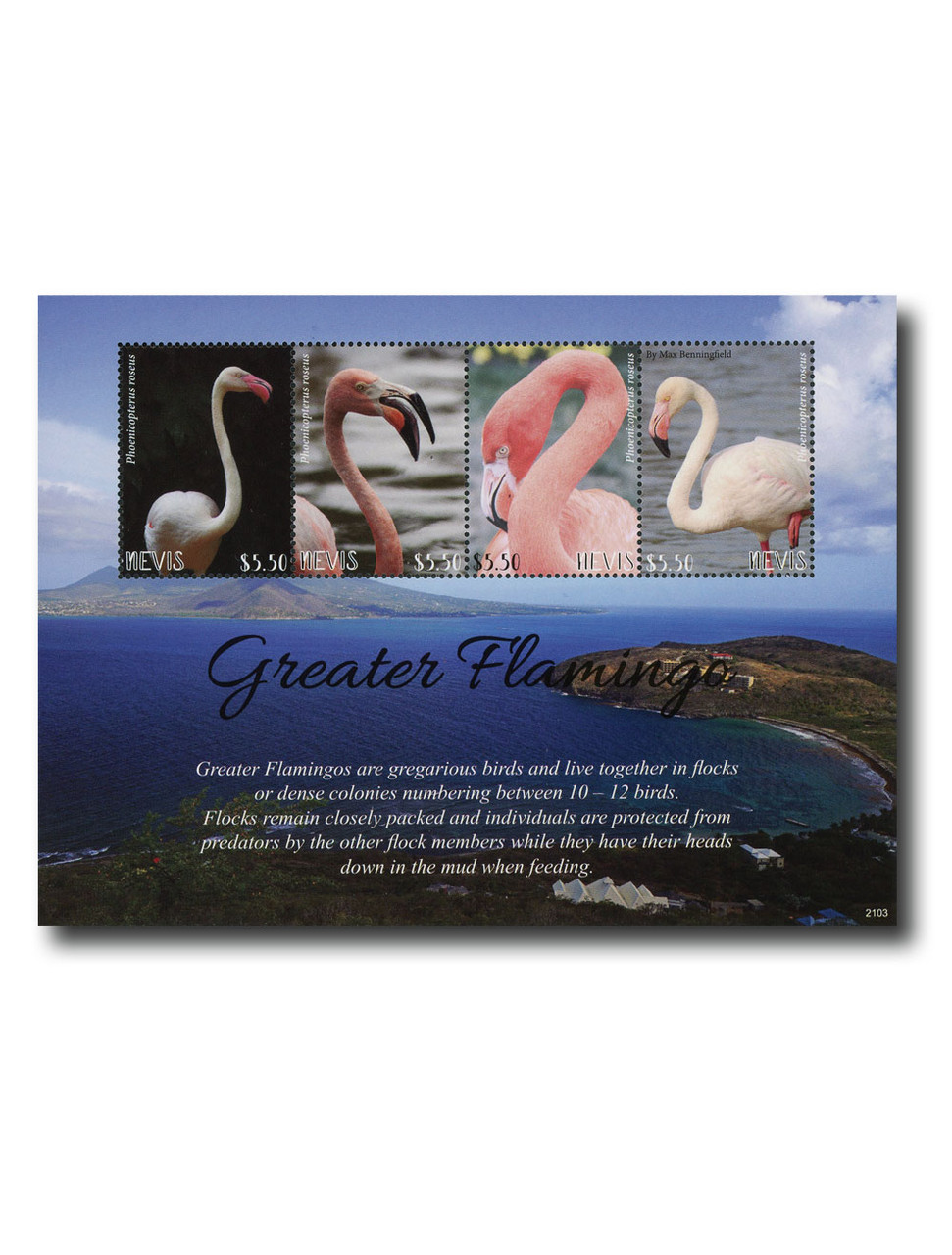 MFN618 - 2021 $5.50 Greater Flamingo, Mint Sheet of 4, Nevis