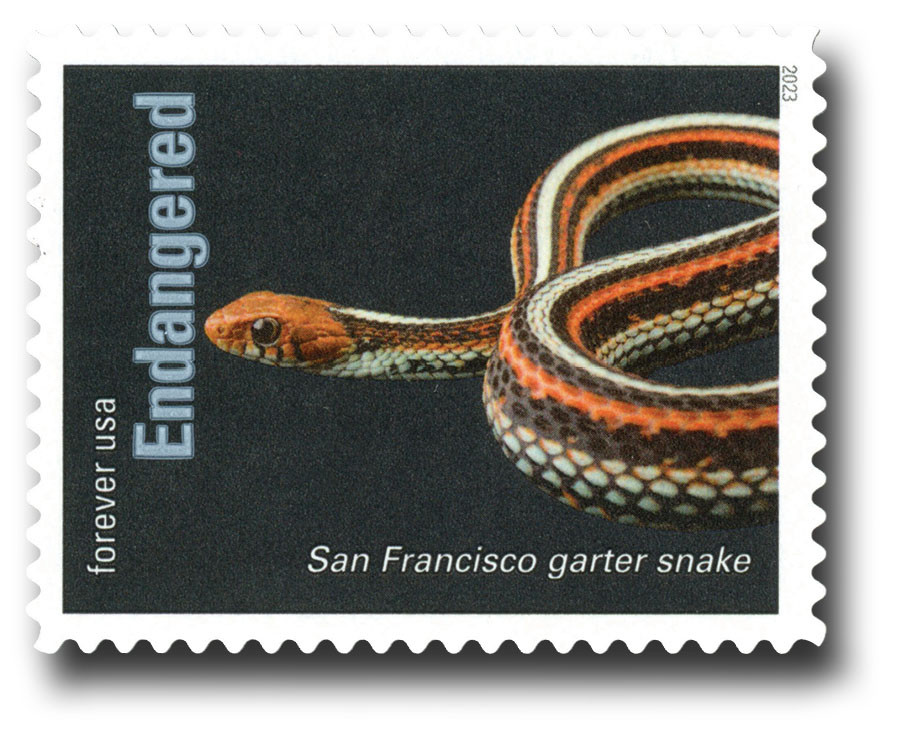5799n - 2023 First-Class Forever Stamp - Endangered Species: San Fransisco Garter Snake