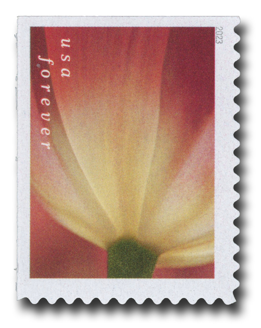 5777 - 2023 First-Class Forever Stamp - Tulip Blossoms: Brownish Tulip with White Base (booklet stamp)