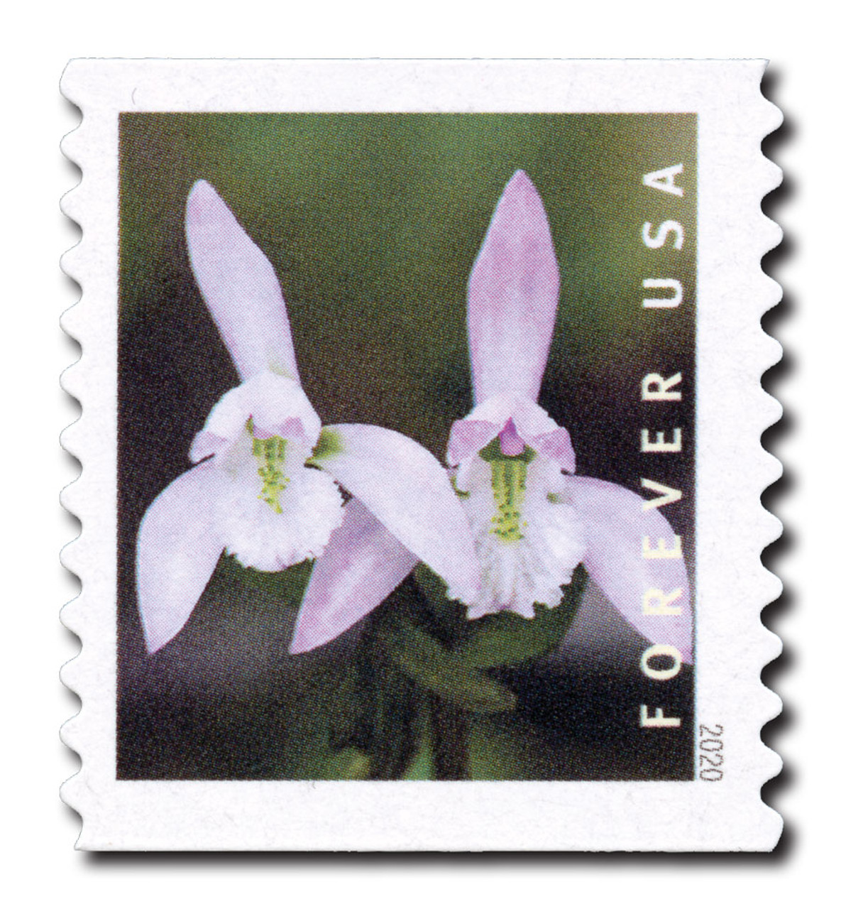 5439 - 2020 First-Class Forever Stamp - Wild Orchids (coil): Triphora trianthophoros, 2 flowers