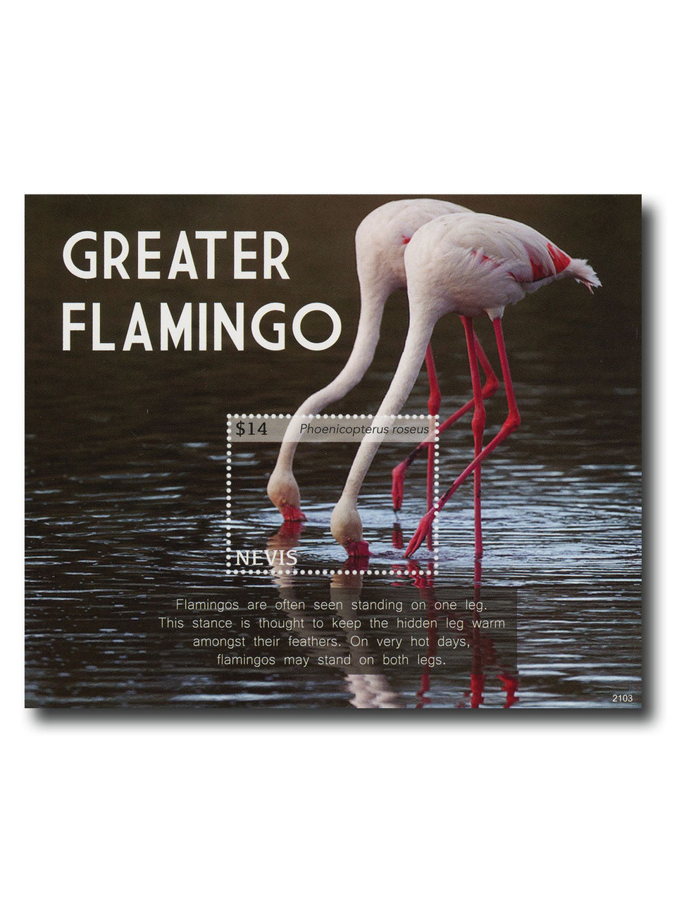 MFN619 - 2021 $14 Greater Flamingo, Mint Souvenir Sheet, Nevis