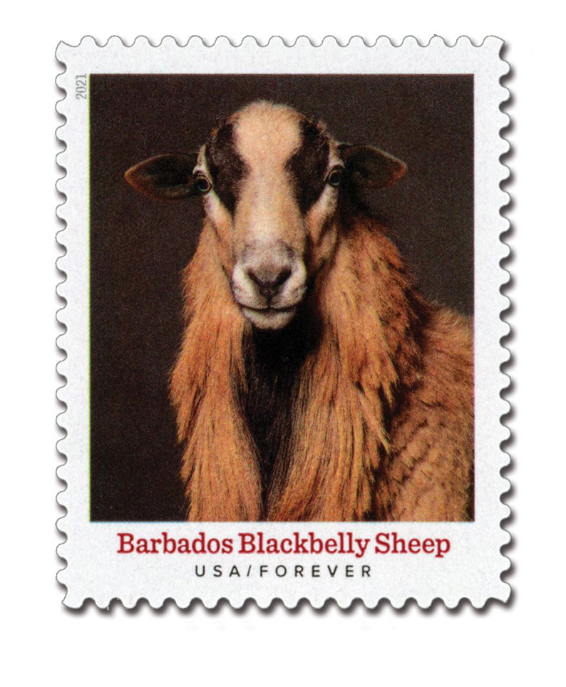 5592 - 2021 First-Class Forever Stamp - Heritage Breeds: Blackbelly Sheep