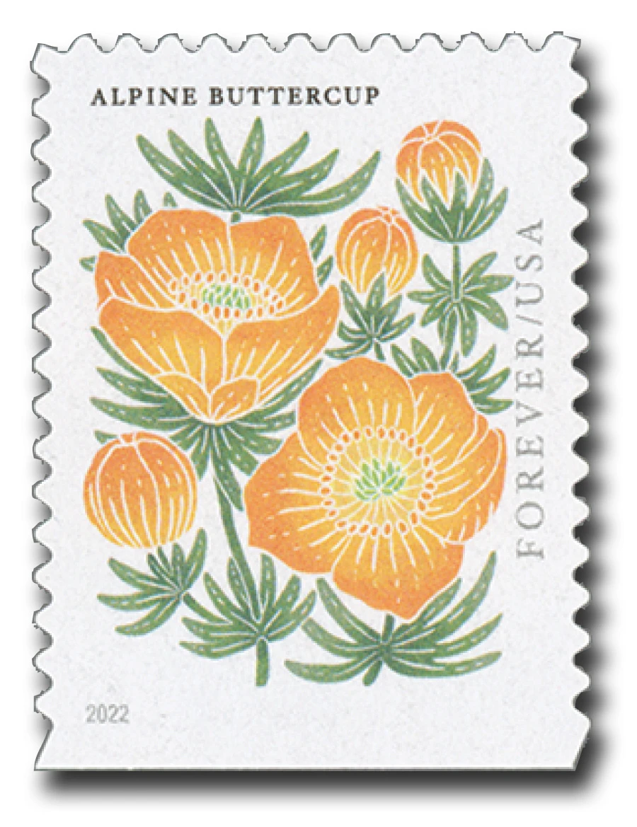 5678 - 2022 First-Class Forever Stamp - Mountain Flora (booklet): Alpine Buttercup