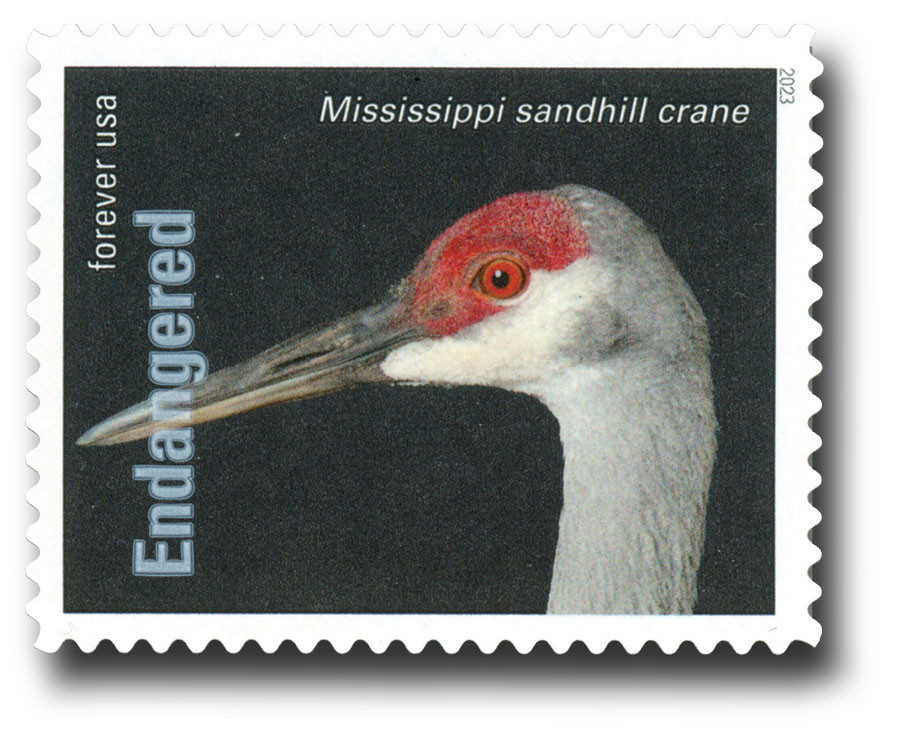 5799t - 2023 First-Class Forever Stamp - Endangered Species: Mississippi Sandhill Crane