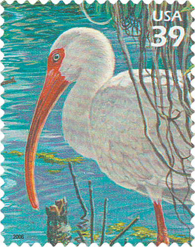 4099j - 2006 39c Southern Florida Wetland: White Ibis