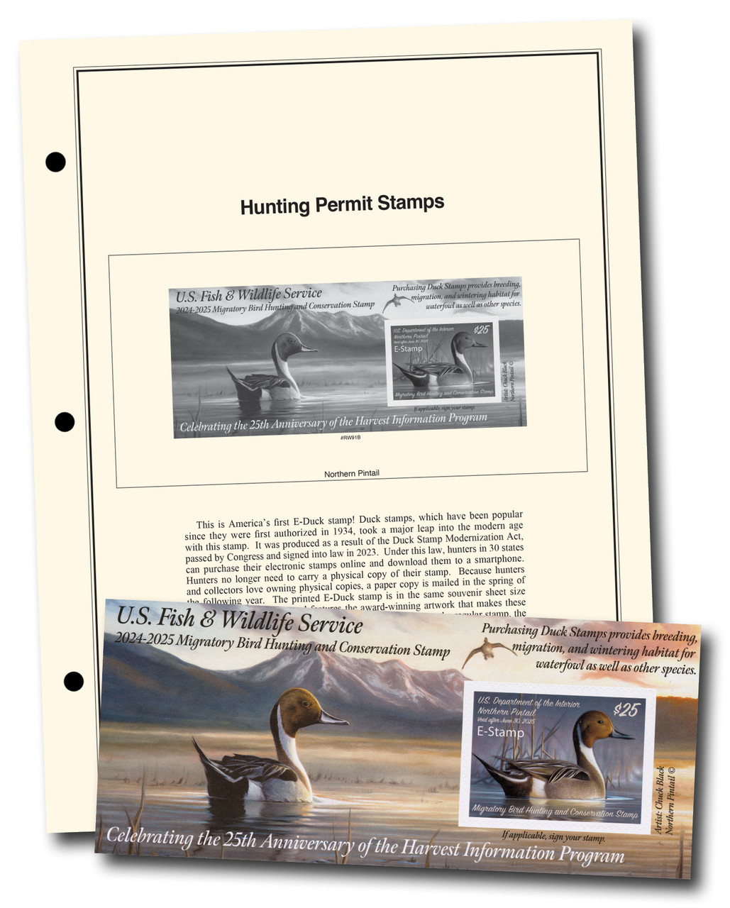 RW91B - 2024 $25.00 Federal Duck E-Stamp - Pintail, With Free Album Page and Mount