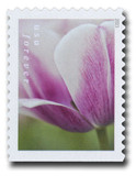 5785 - 2023 First-Class Forever Stamp - Tulip Blossoms: White Tulip with Purplish Base (booklet stamp)