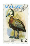 244 - 1975 Malawi