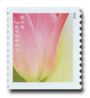 5775 - 2023 First-Class Forever Stamp - Tulip Blossoms: Pink Tulip and Yellowish Background (coil stamp)
