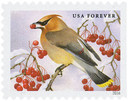 5127 - 2016 First-Class Forever Stamp - Songbirds in Snow: Cedar Waxwing