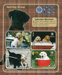 M10442 - 2009 AKC Labrador Retriever 4v M