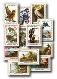 MFN345 - 1975 Haiti 12 Unauthorized Audubon Stamps