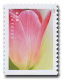5786 - 2023 First-Class Forever Stamp - Tulip Blossoms: Pink Tulip and Yellowish Background (booklet stamp)