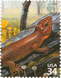 3611e - 2002 34c Longleaf Pine Forest: Broadhead Skink