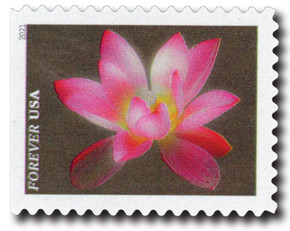 5564 - 2021 First-Class Forever Stamps - Garden Beauty: Pink and White Sacred Lotus