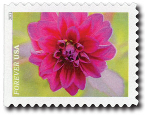 5562 - First-Class Forever Stamps - Garden Beauty: Magenta Dahlia