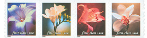 3462-65 - 2000 34c Flowers, non-denominational, coil stamps