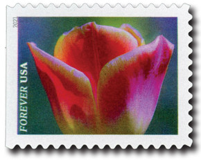 5566 - 2021 First-Class Forever Stamps - Garden Beauty: Rose-pink and White Tulip
