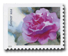 5727 - 2022 First-Class Forever Stamp - Snowy Beauty: Camellia