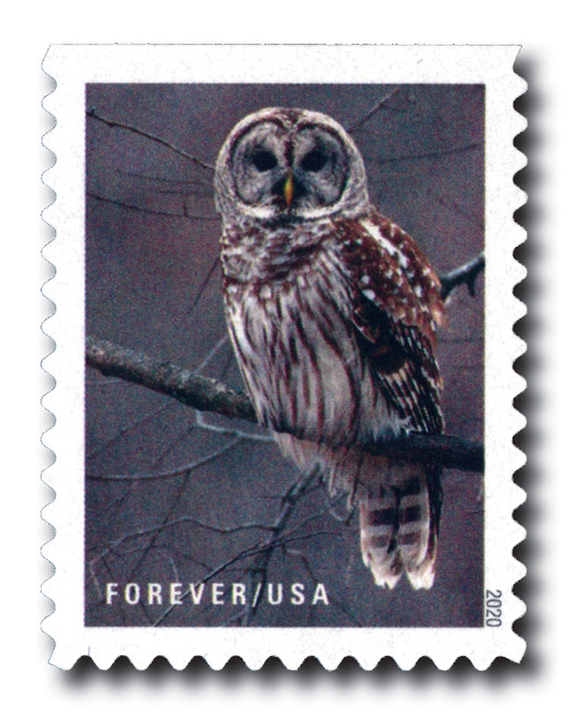 5536 - 2020 First-Class Forever Stamps - Winter Scenes: Barred Owl