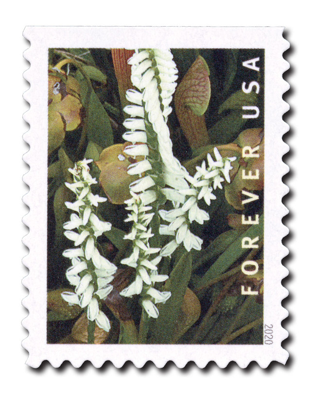 5449 - 2020 First-Class Forever Stamp - Wild Orchids (booklet): Spiranthes odorata