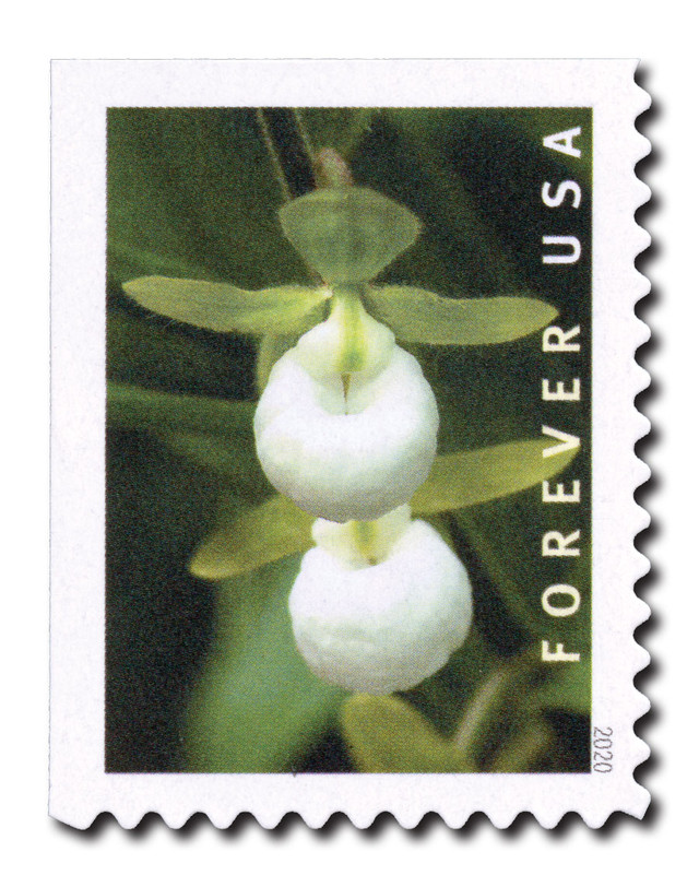 5446 - 2020 First-Class Forever Stamp - Wild Orchids (booklet): Cypripedium californicum