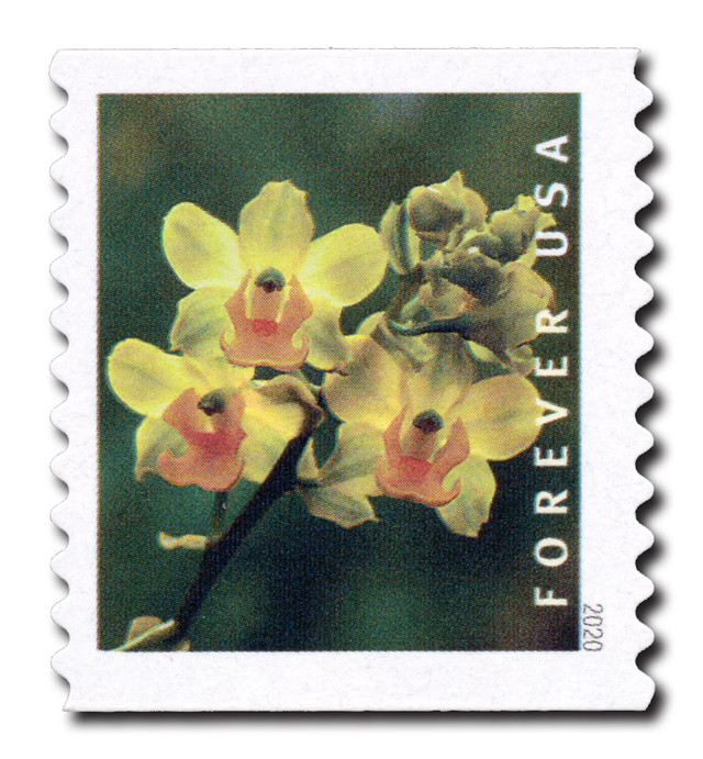 5436 - 2020 First-Class Forever Stamp - Wild Orchids (coil): Cyrtopodium polyphyllum