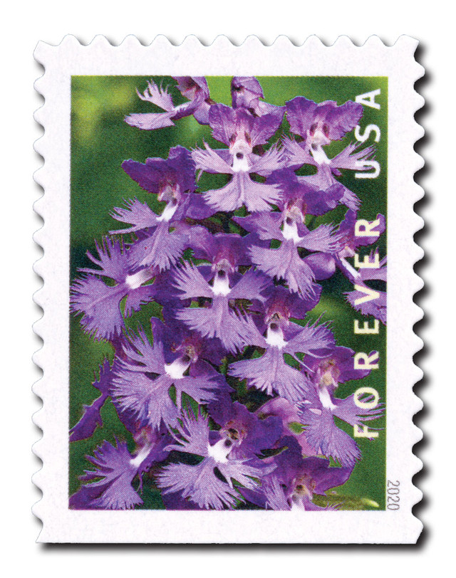 5452 - 2020 First-Class Forever Stamp - Wild Orchids (booklet): Platanthera grandiflora