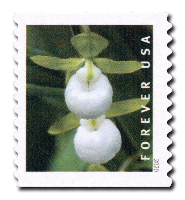 5440 - 2020 First-Class Forever Stamp - Wild Orchids (coil): Cypripedium californicum