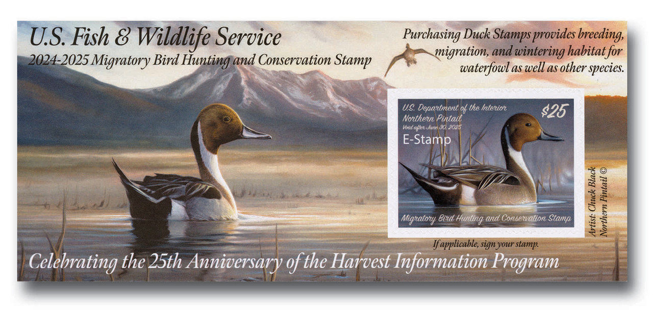 RW91B - 2024 $25.00 Federal Duck E-Stamp - Pintail, With Free Album Page and Mount