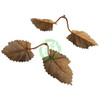  Unique Leaves Nettle Crafting Leaves | Pack of 50 